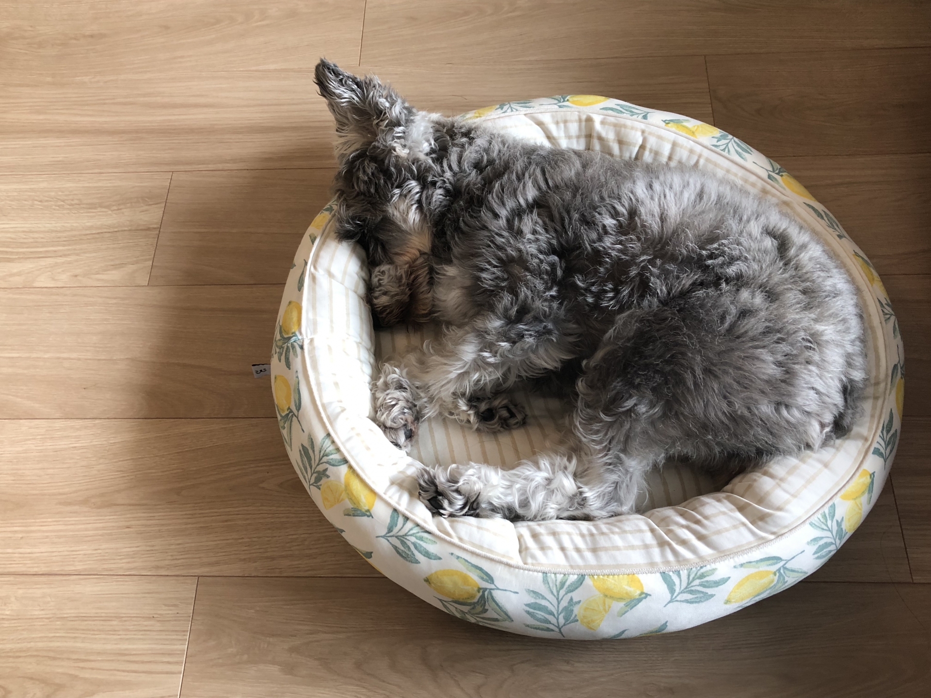 ミニチュアシュナウザー 食べない 食べムラ 食欲がなさそう 対策