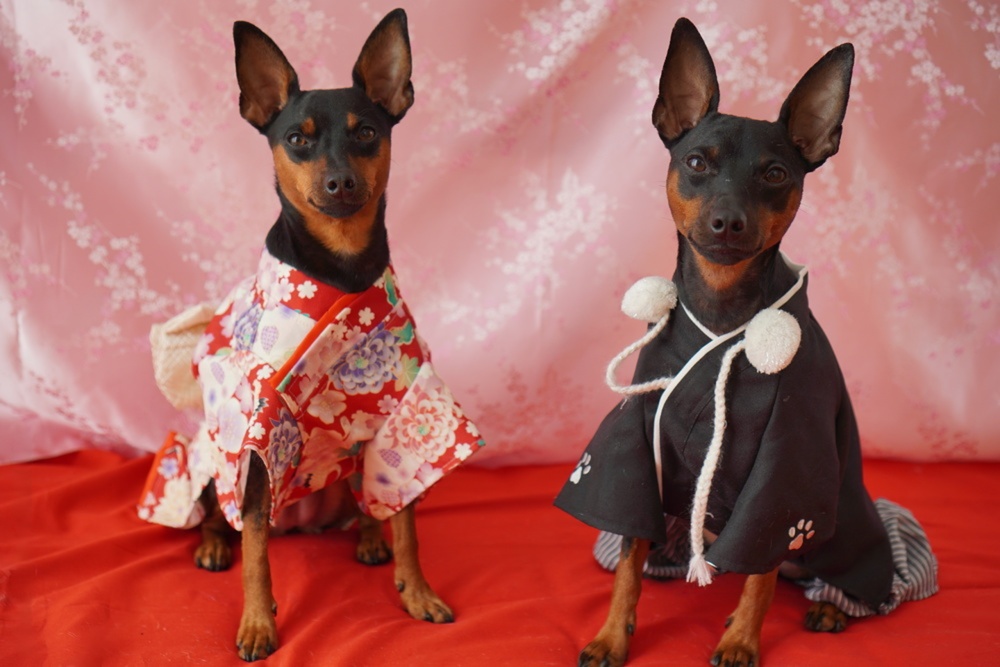 犬にとっての特別 安心して食べられる 量より安心感