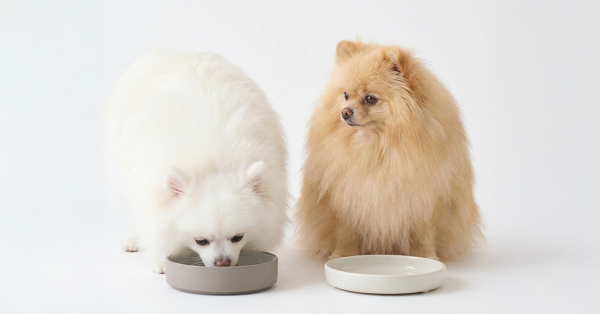 犬の体調や便の状態を観察するイメージ