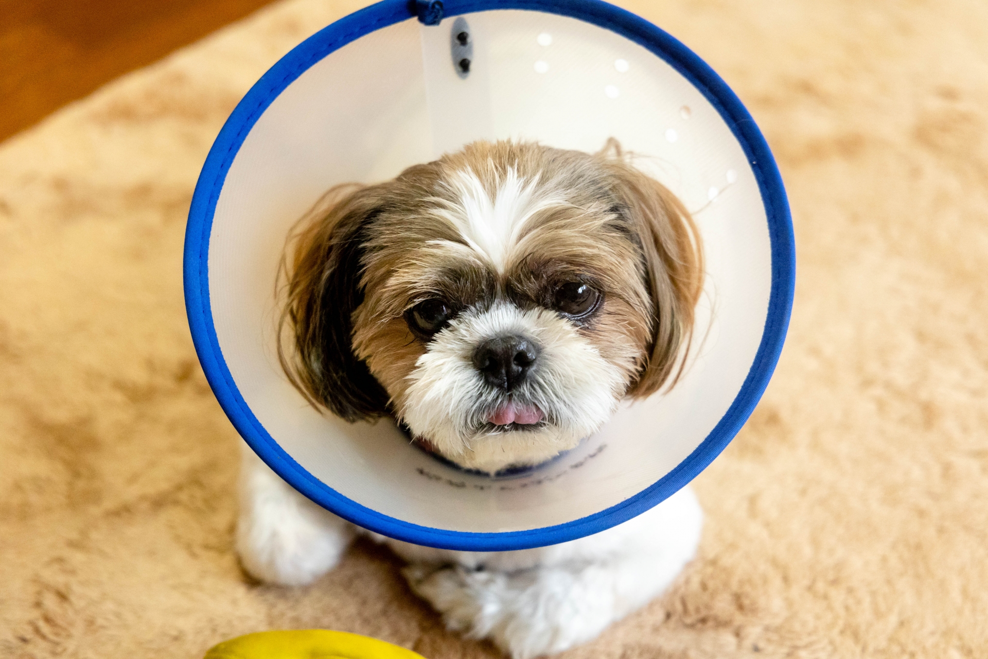 シーズーの体質と起こりやすい不調