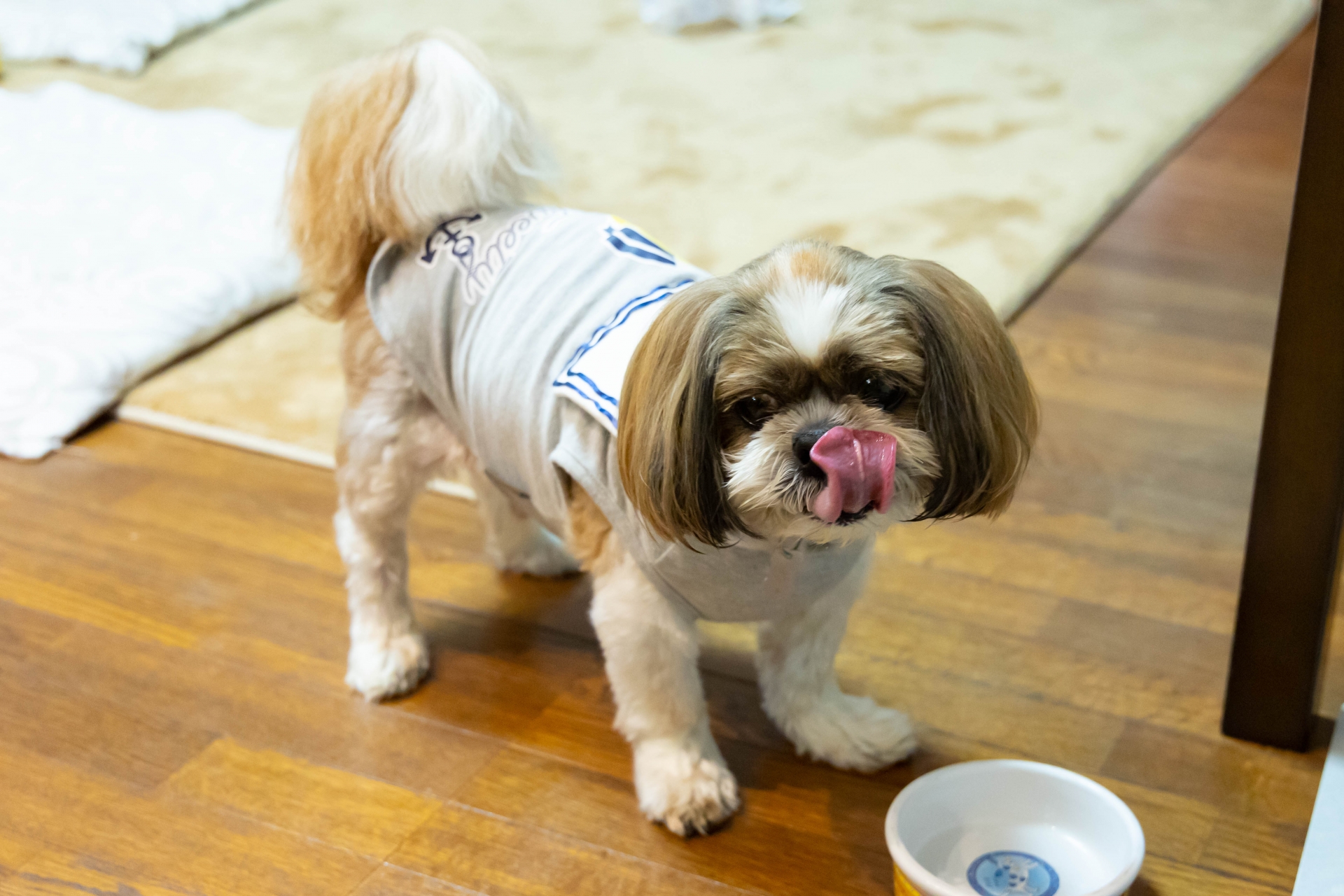 シーズーの食べ方の個性