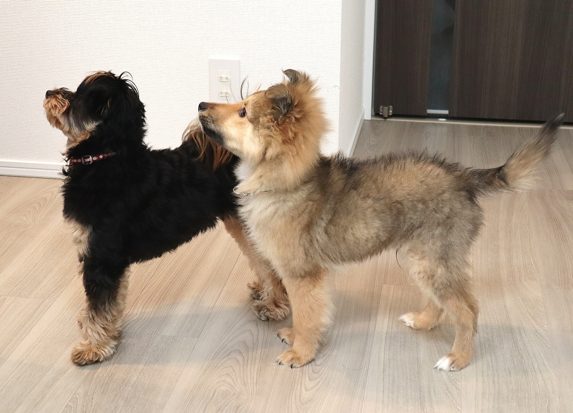 犬がごはんを待っている自然な様子