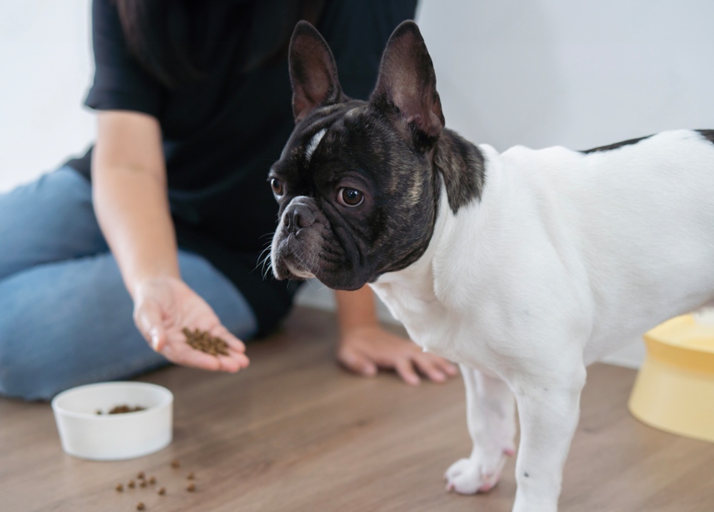 急にドッグフードを食べないフレンチブルドッグ