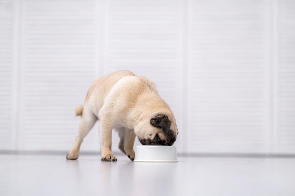 食欲旺盛なパグの食事シーン