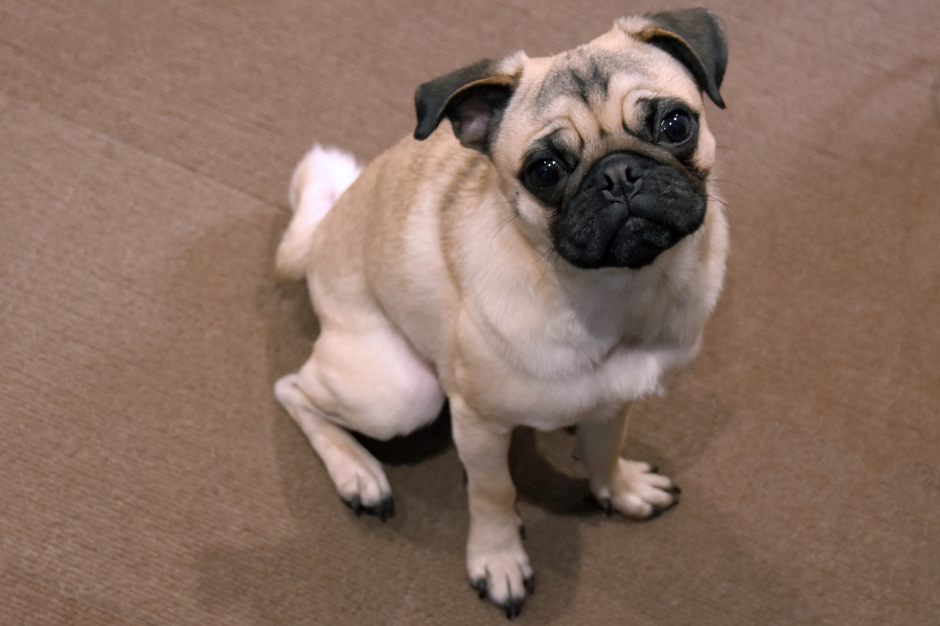 勢いよくごはんを食べるパグ