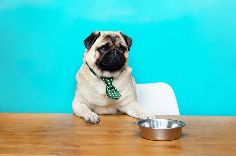 パグの食事で意識したいポイント