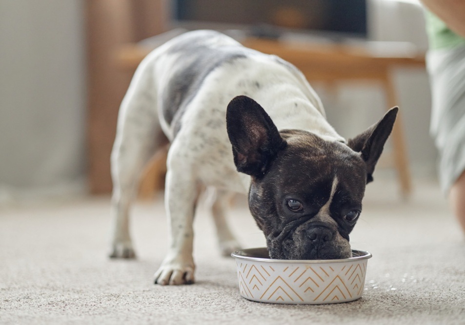 新しい環境でもいつものごはんを大切にする犬の食事イメージ