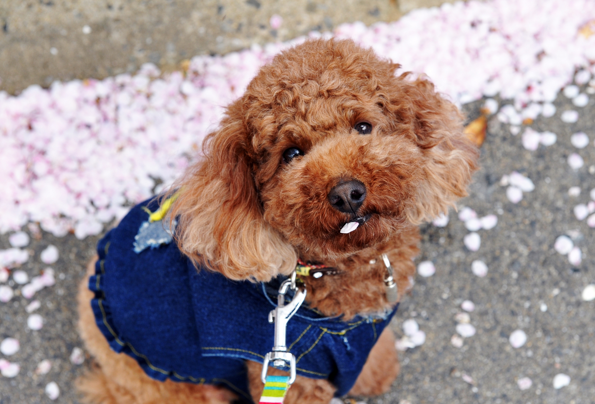 春のお出かけシーズンを楽しむ犬のイメージ