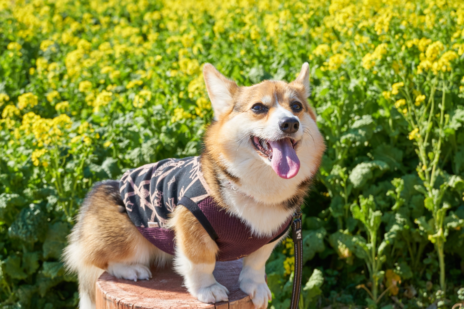 外出先で無理をさせず休憩を取る犬のイメージ