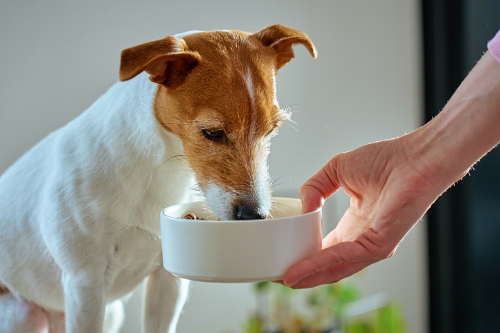 お出かけの日もいつものごはんを大切にするイメージ
