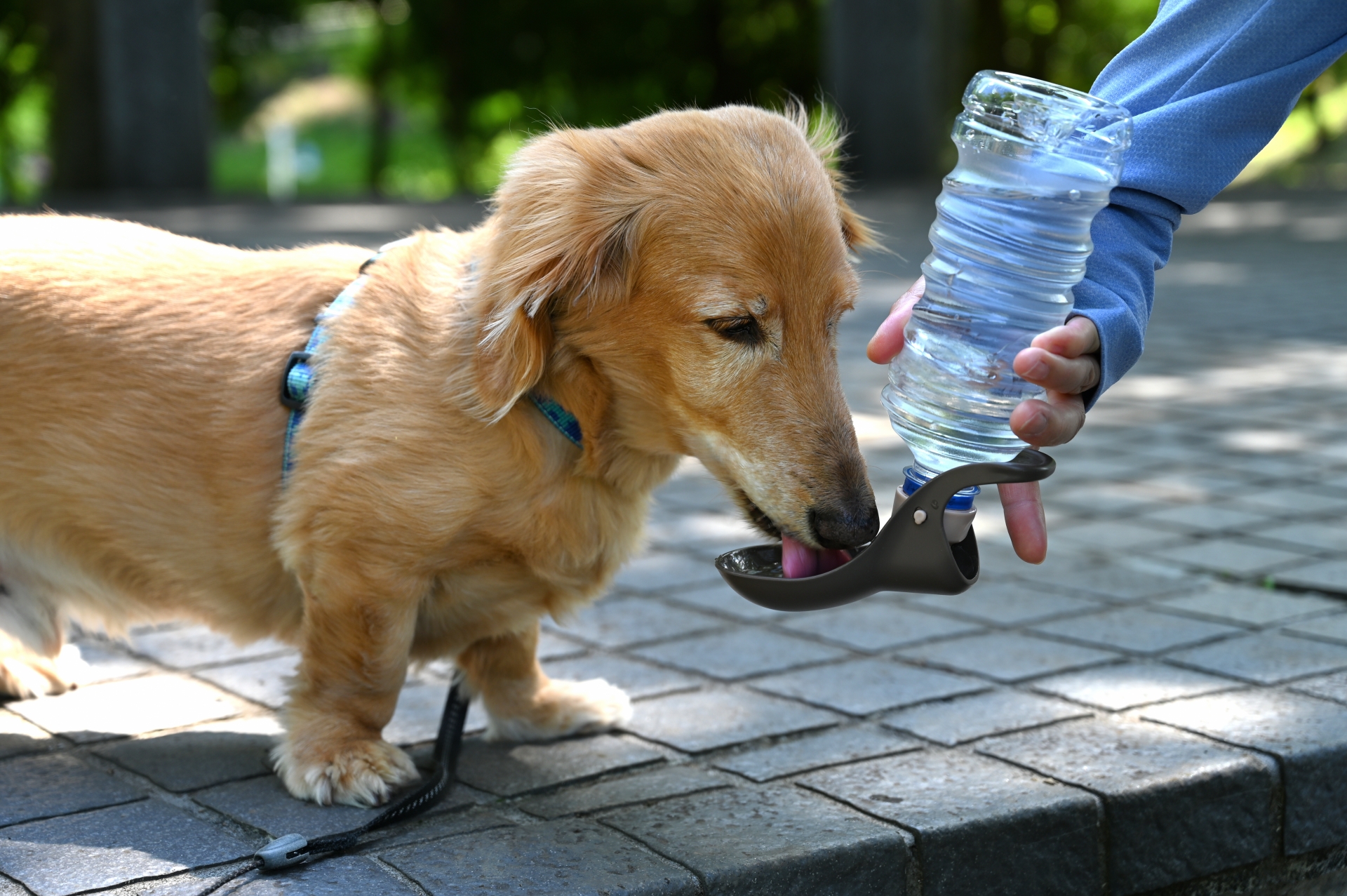 毎日の習慣で水分補給を整える犬のイメージ