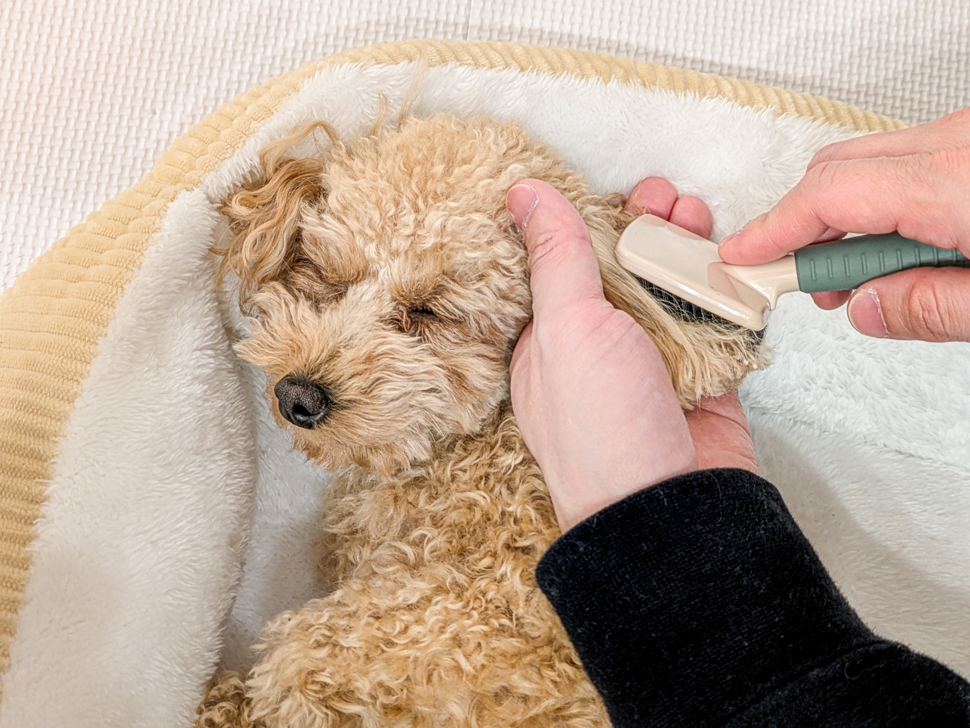 被毛と皮膚の様子を確認する犬のイメージ