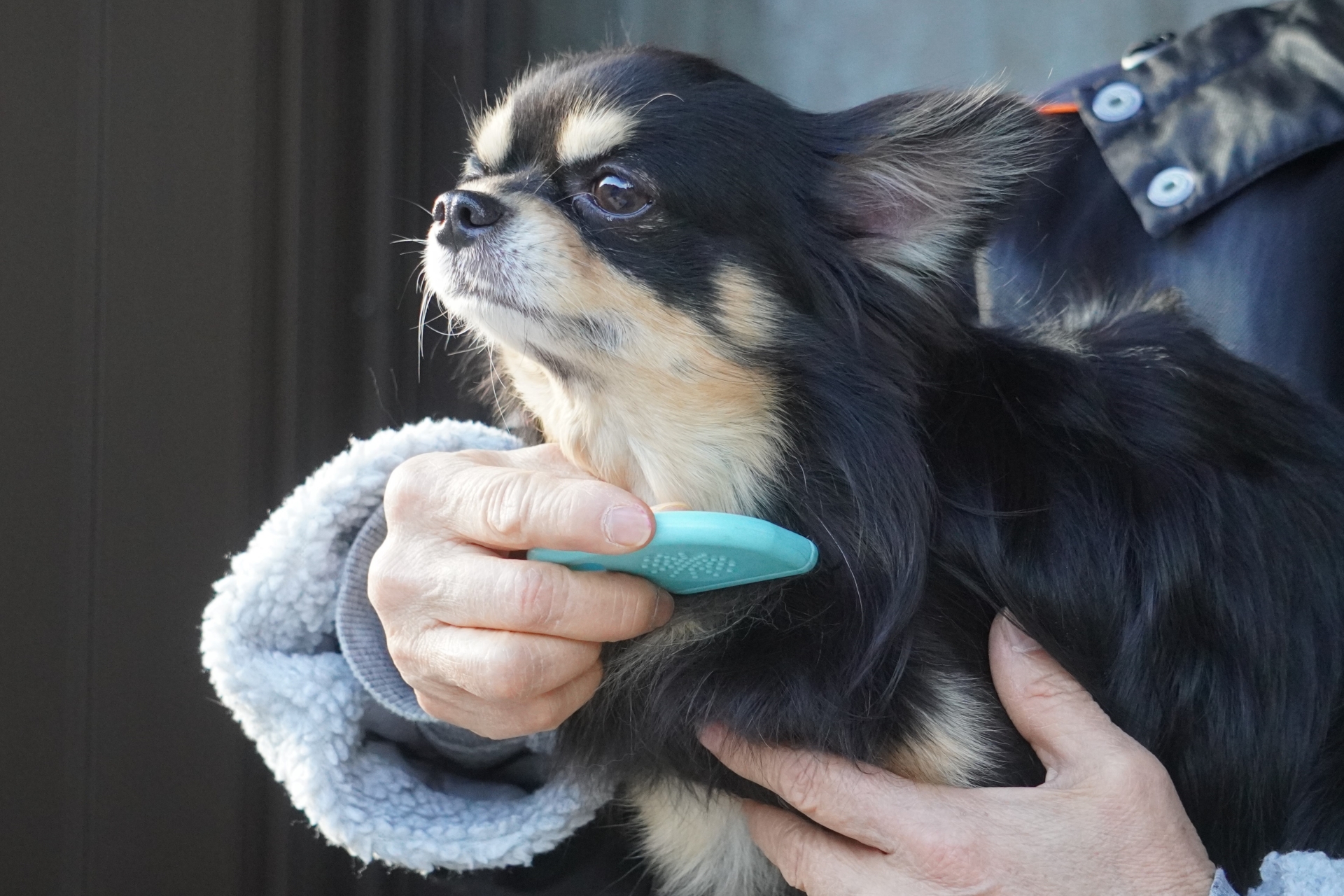 散歩後のケアを受ける犬のイメージ