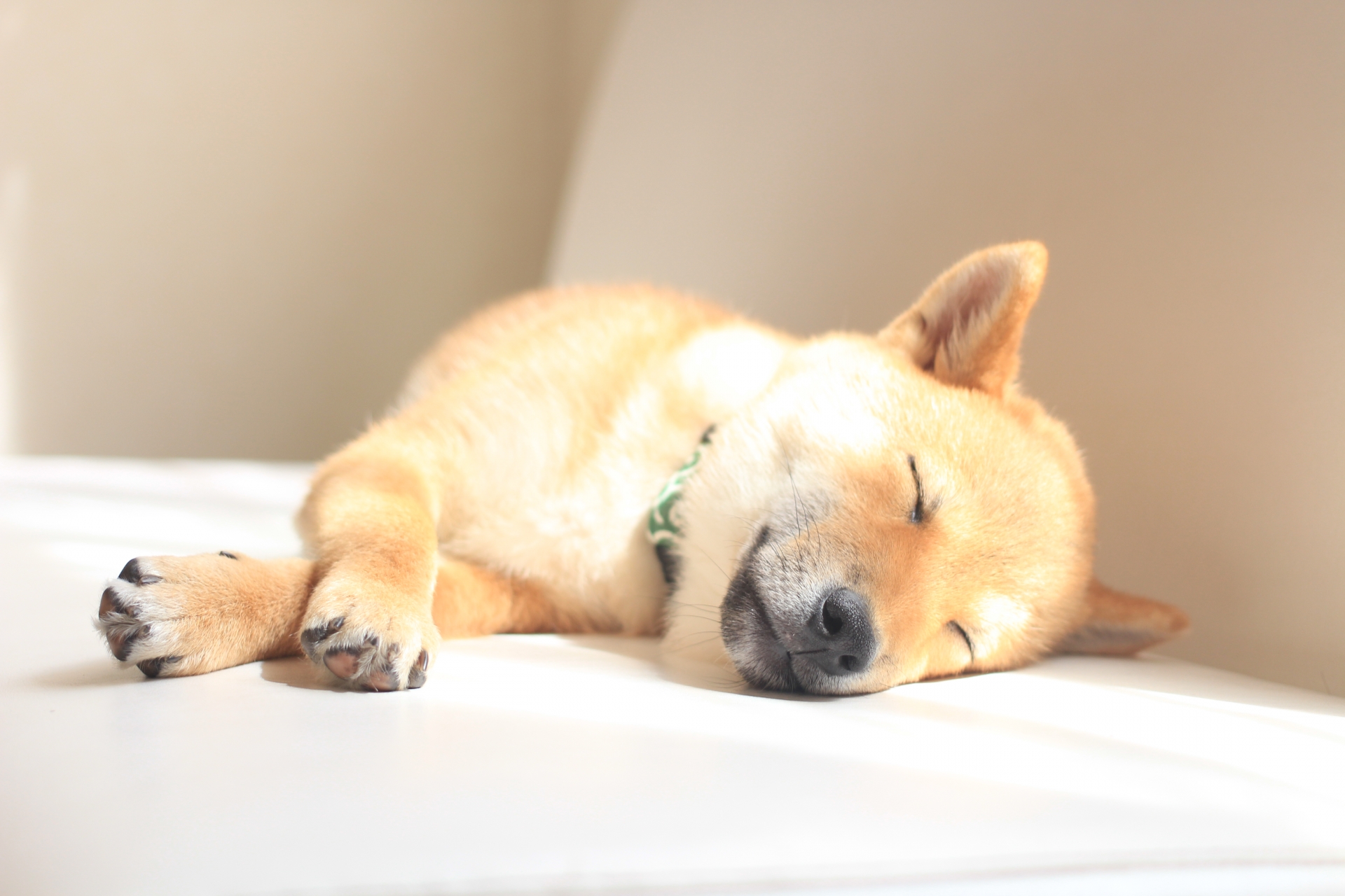 春の体調変化を感じる犬のイメージ
