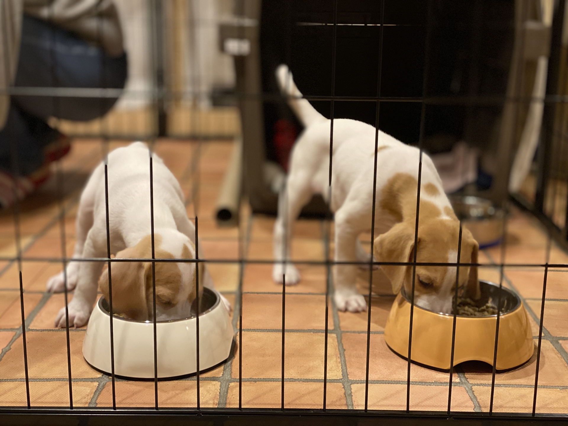 毎日のごはんを整える犬の食事イメージ