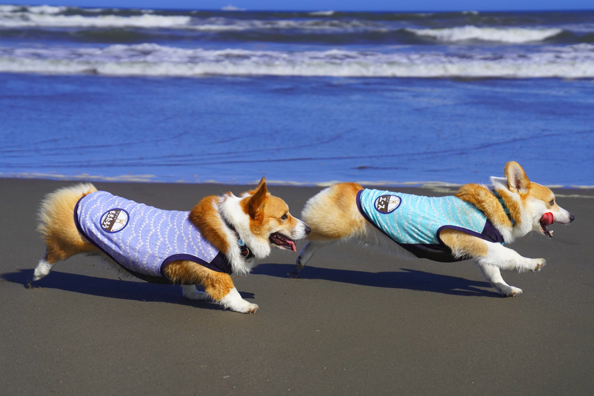 暖かい季節に暑さ対策を意識したいコーギーのイメージ