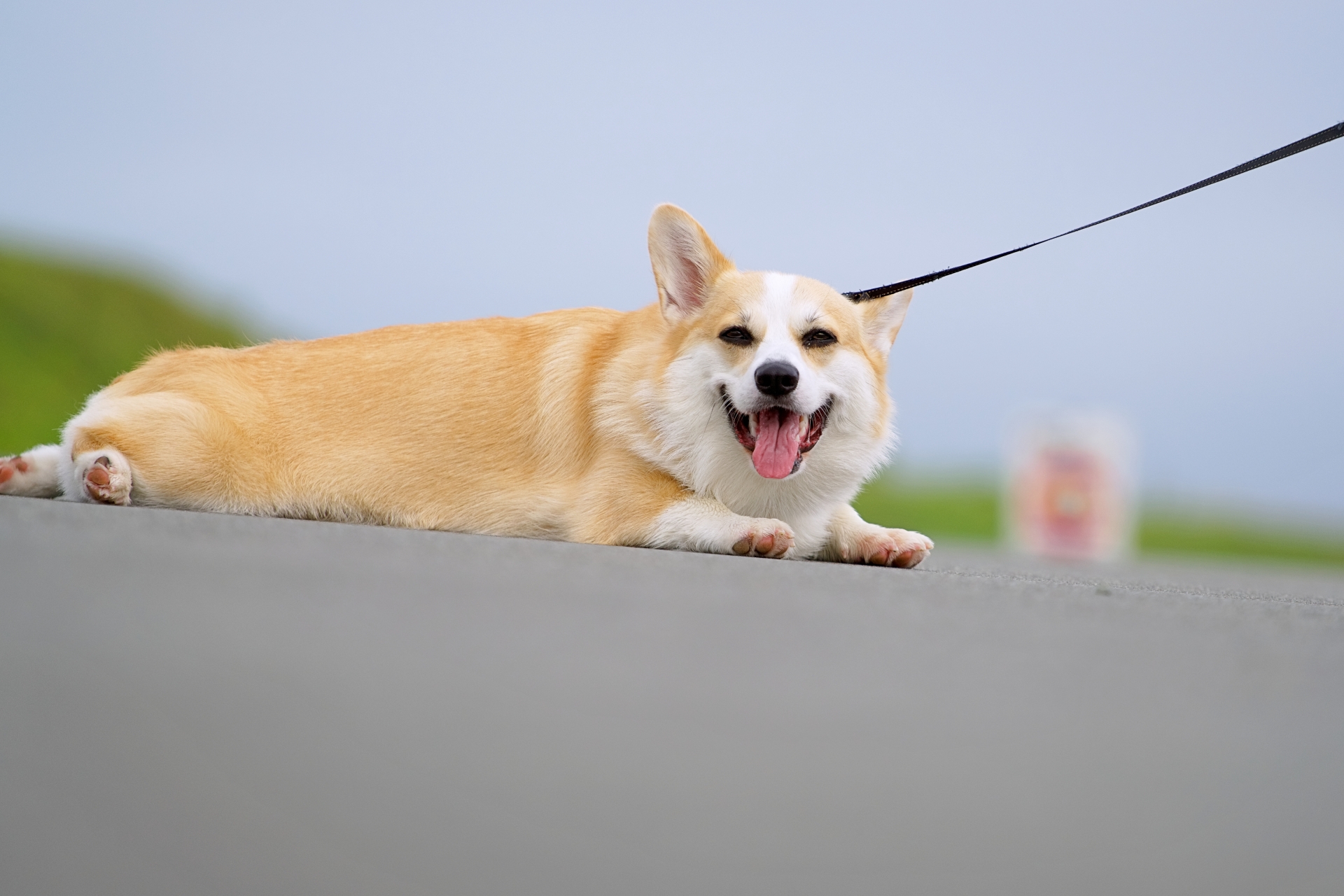 地面の熱や散歩の負担に気をつけたいコーギーのイメージ