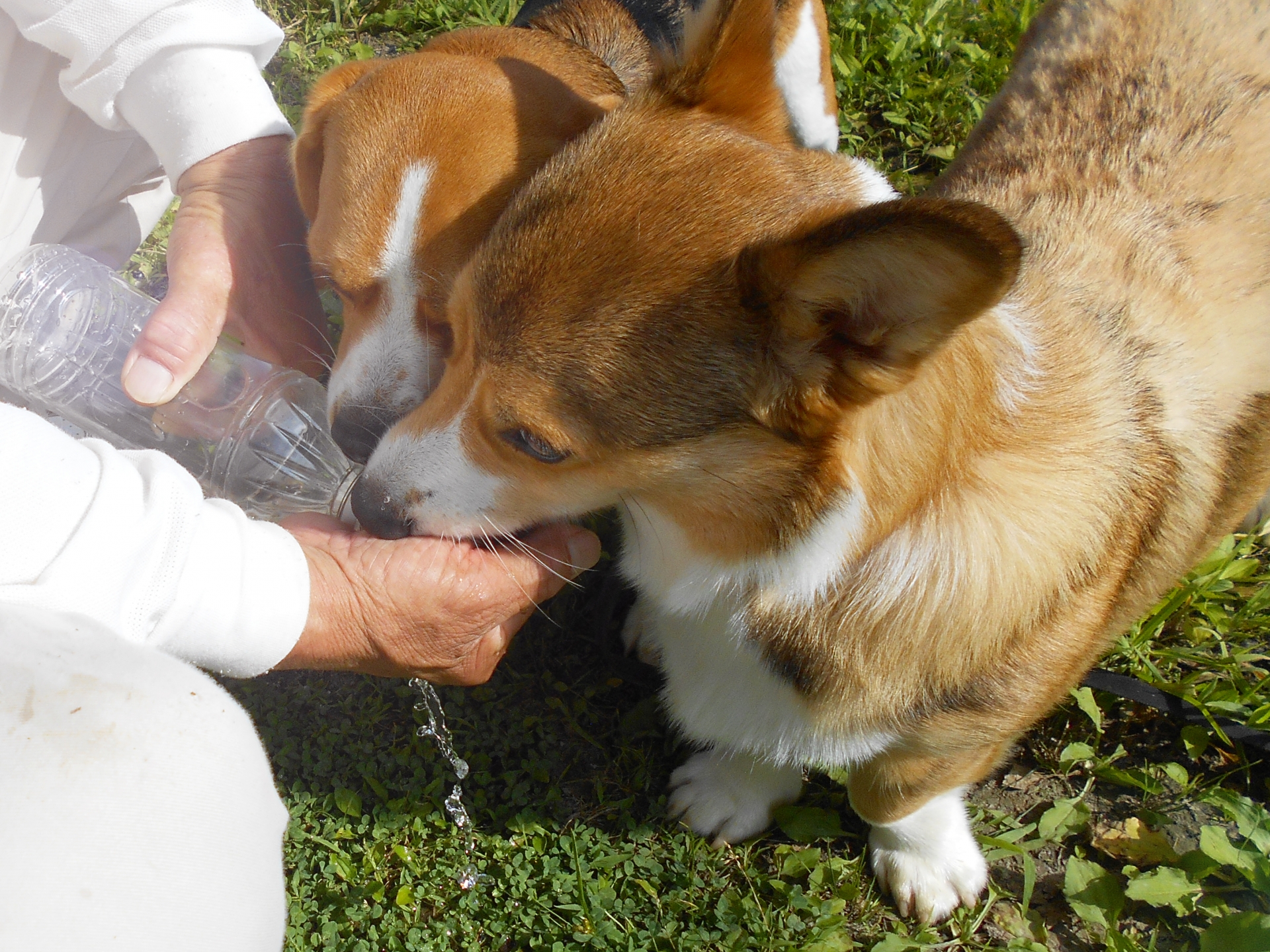 暑さで食欲や飲水量に変化が出るコーギーのイメージ