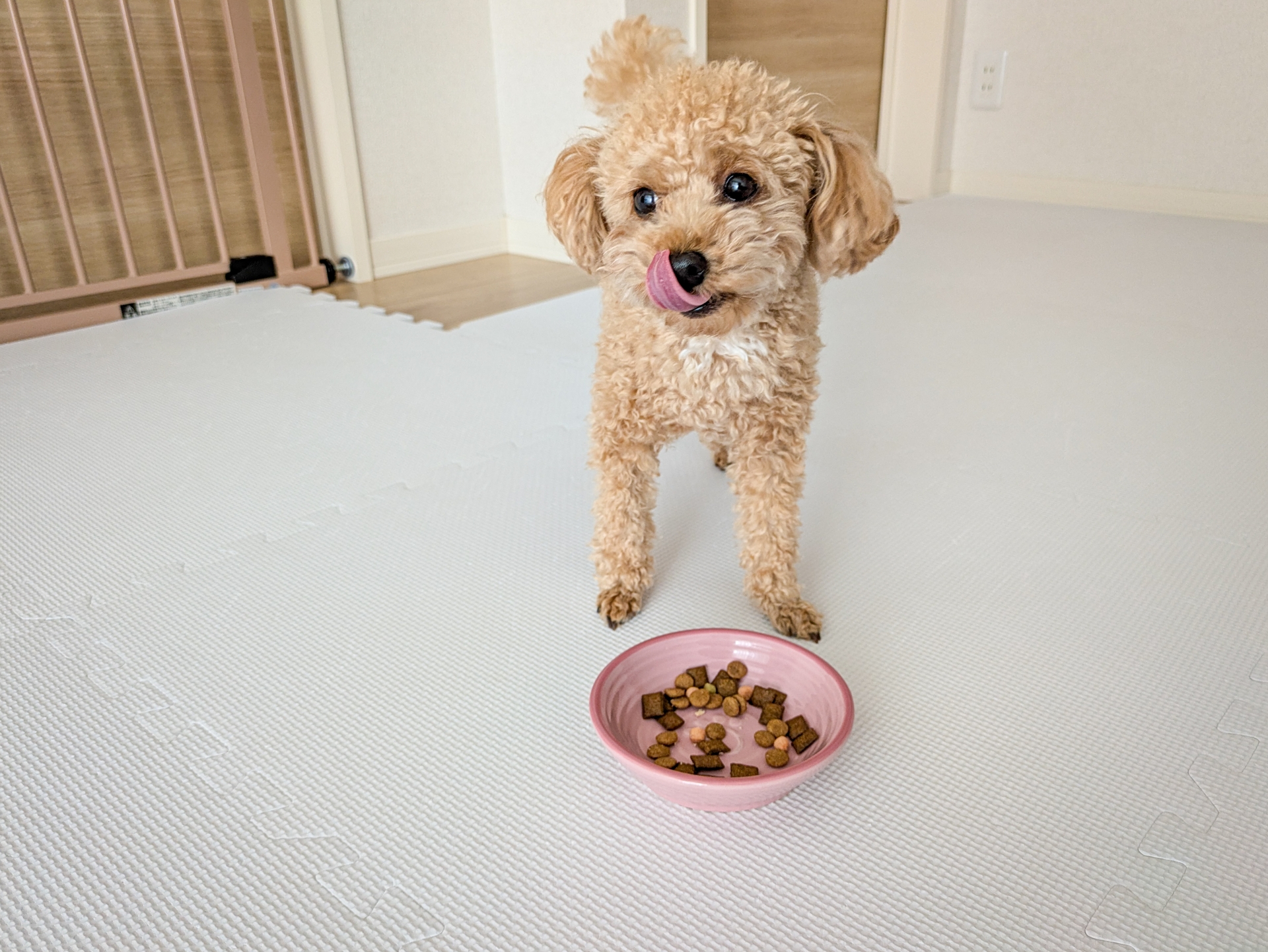 トリミング前後の食事を意識する犬のごはんイメージ