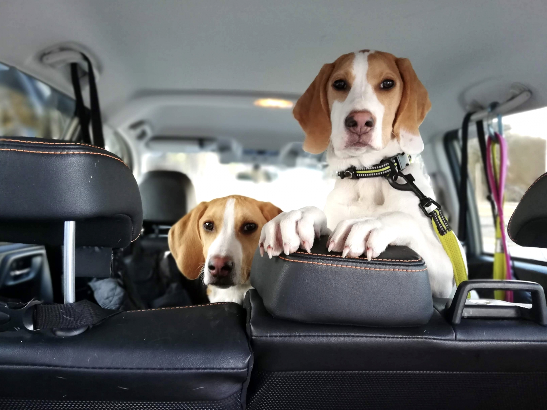 少し特別なお散歩を楽しむ犬のイメージ