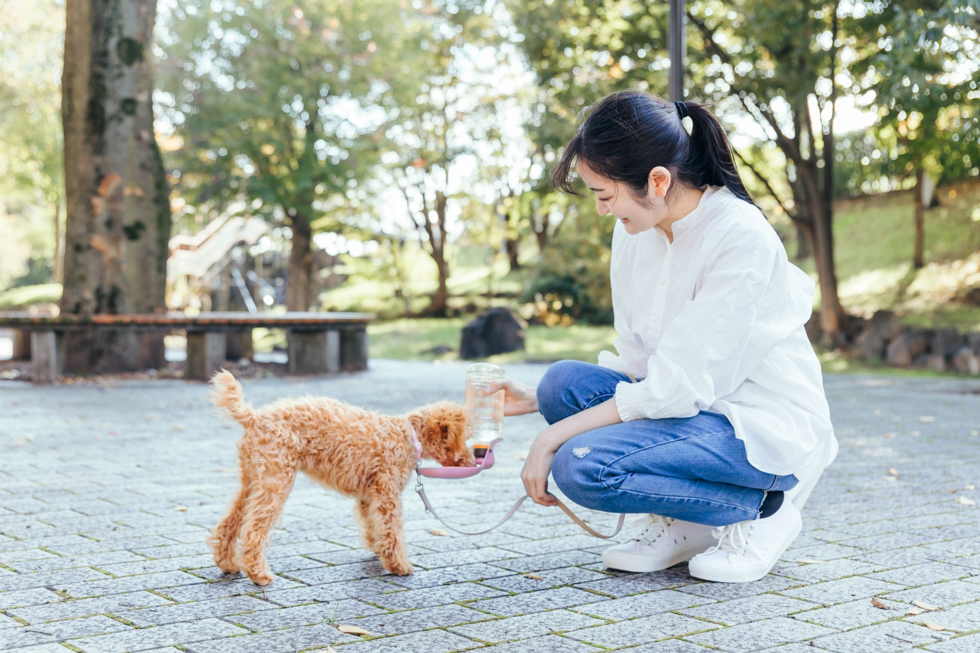外出先で水分補給と休憩をする犬のイメージ