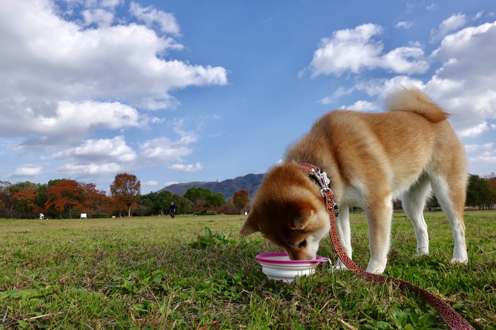 いつものごはんを大切にする犬の食事イメージ