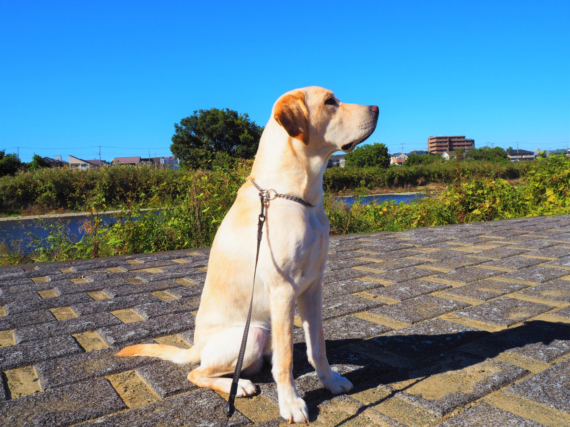 いつもの散歩を少し変えて楽しむ犬のイメージ