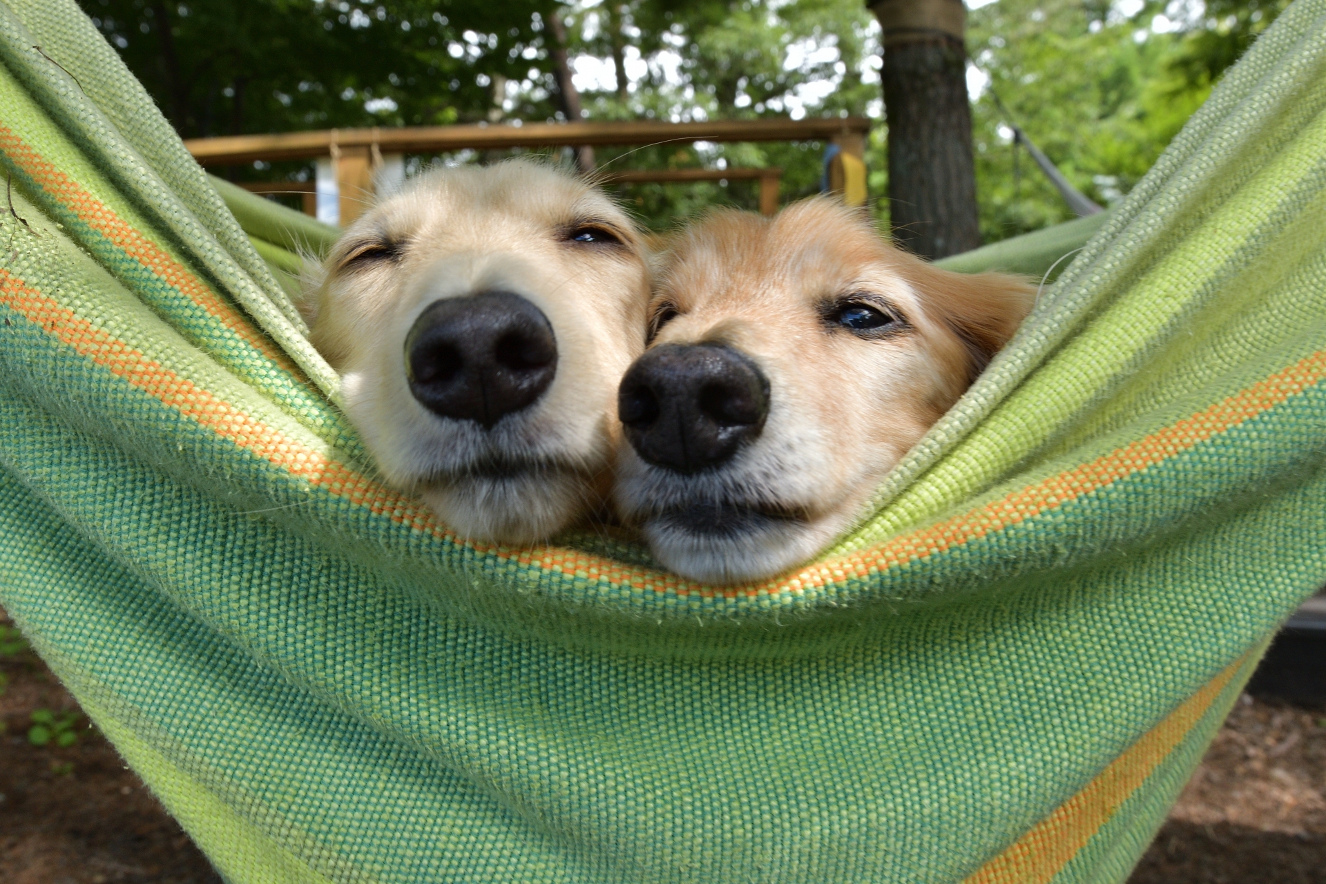 家でのんびり過ごす犬のイメージ