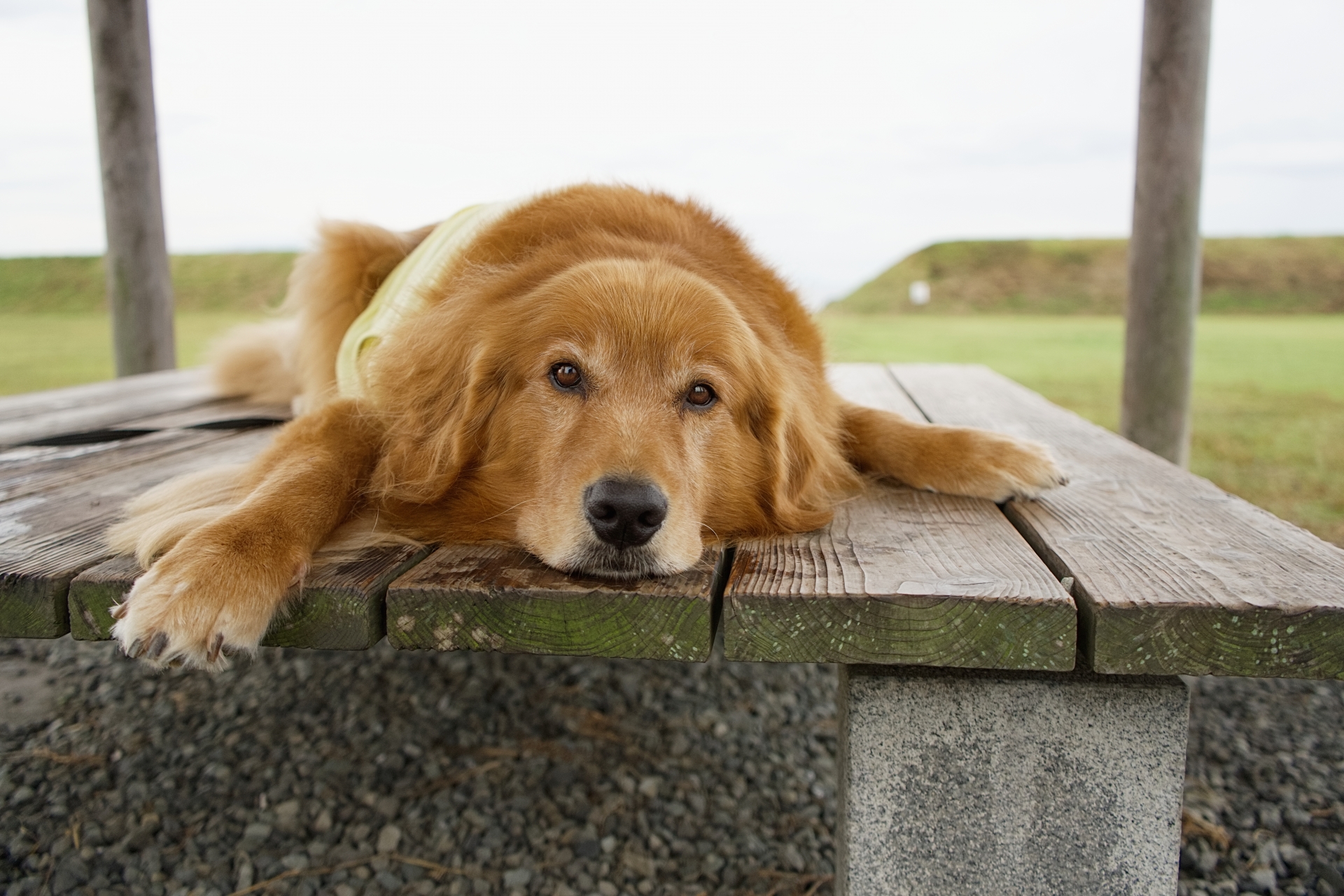 連休明けの生活リズムの変化を感じる犬のイメージ