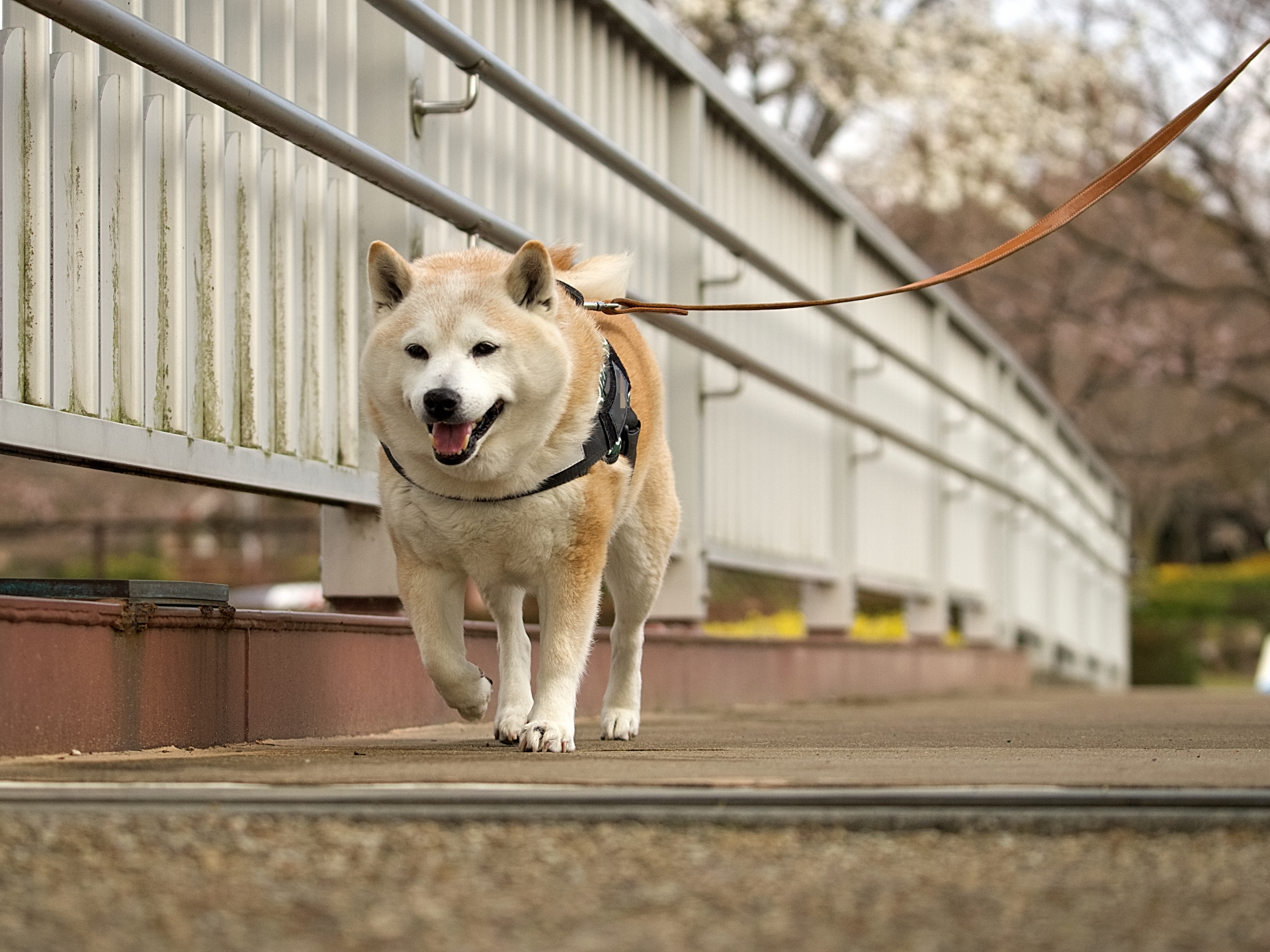 いつものペースに戻る犬の暮らしのイメージ