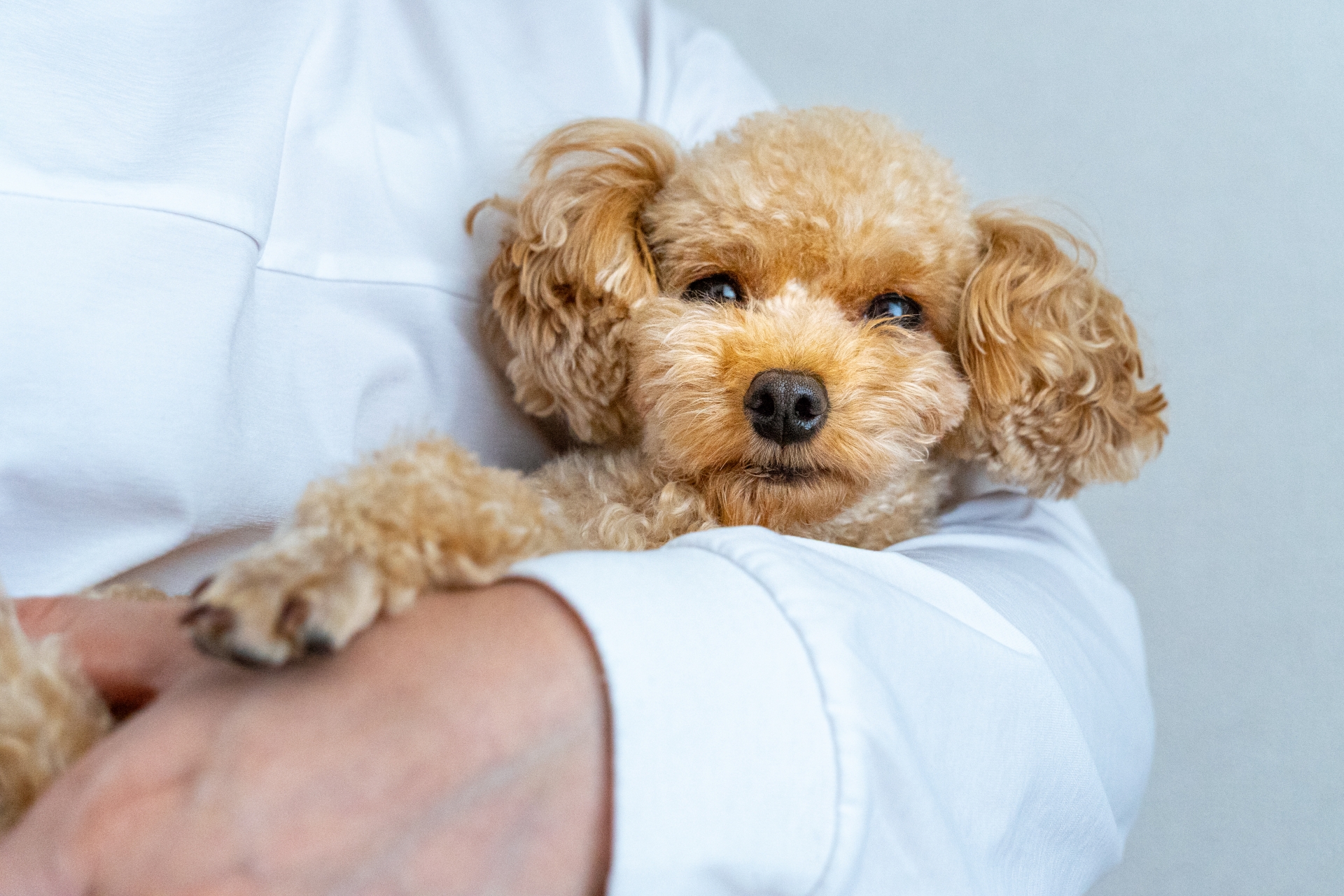 連休明けにゆっくり休む犬のイメージ