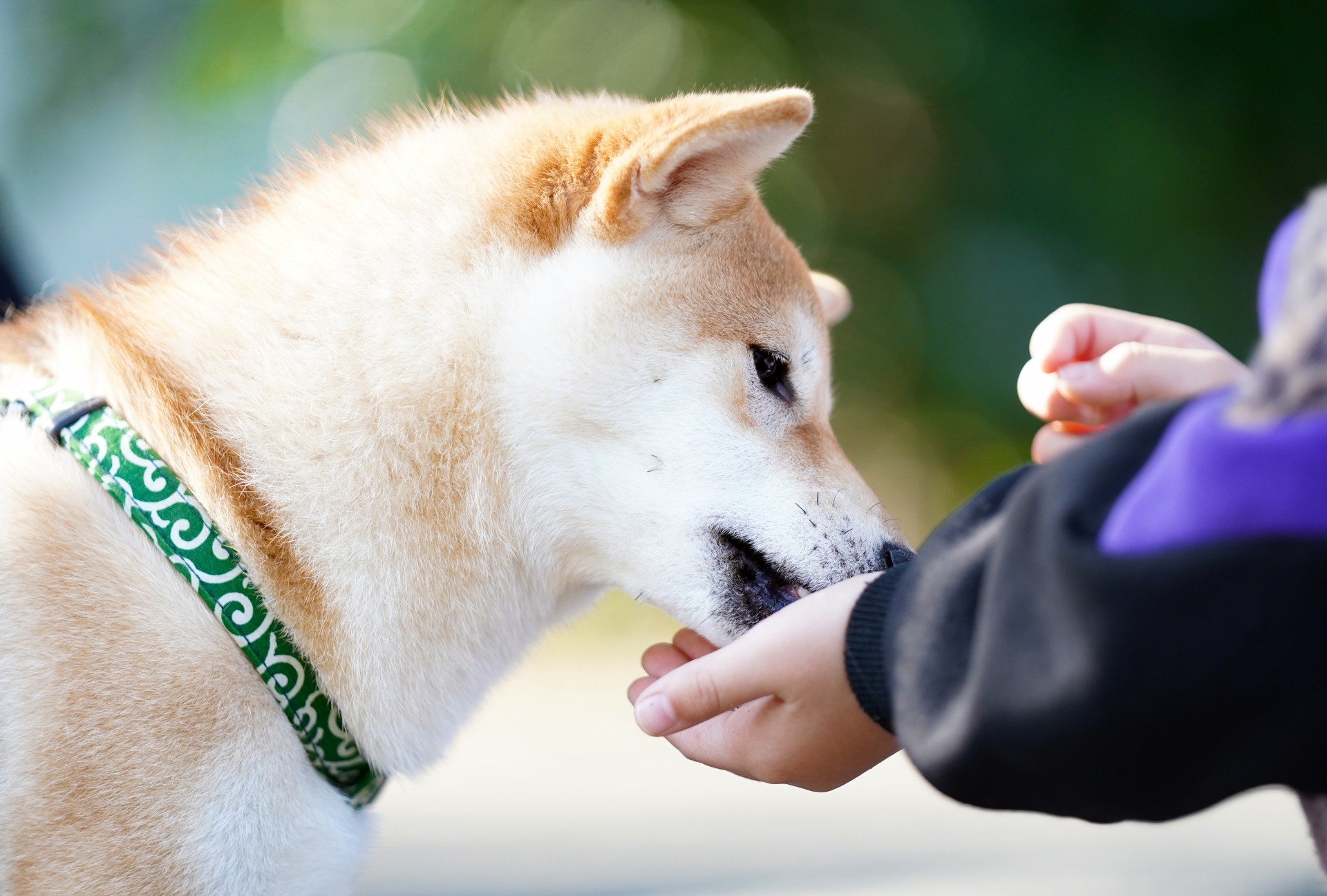 連休明けの食事の変化を見守る犬のイメージ