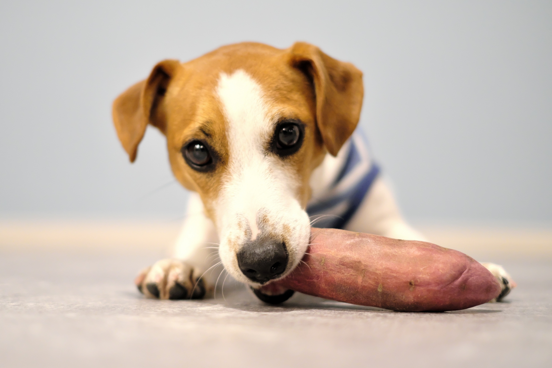 犬ごはんのトッピング量を少量にするイメージ