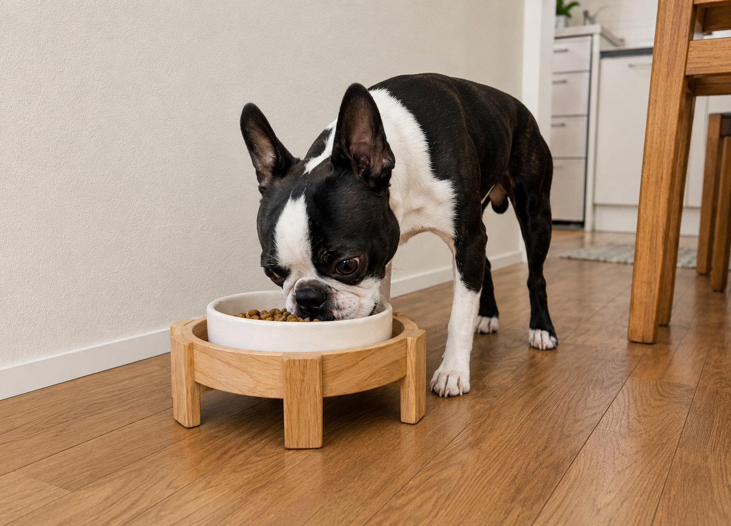 暑い時期の食べ方の変化を見守る犬のイメージ