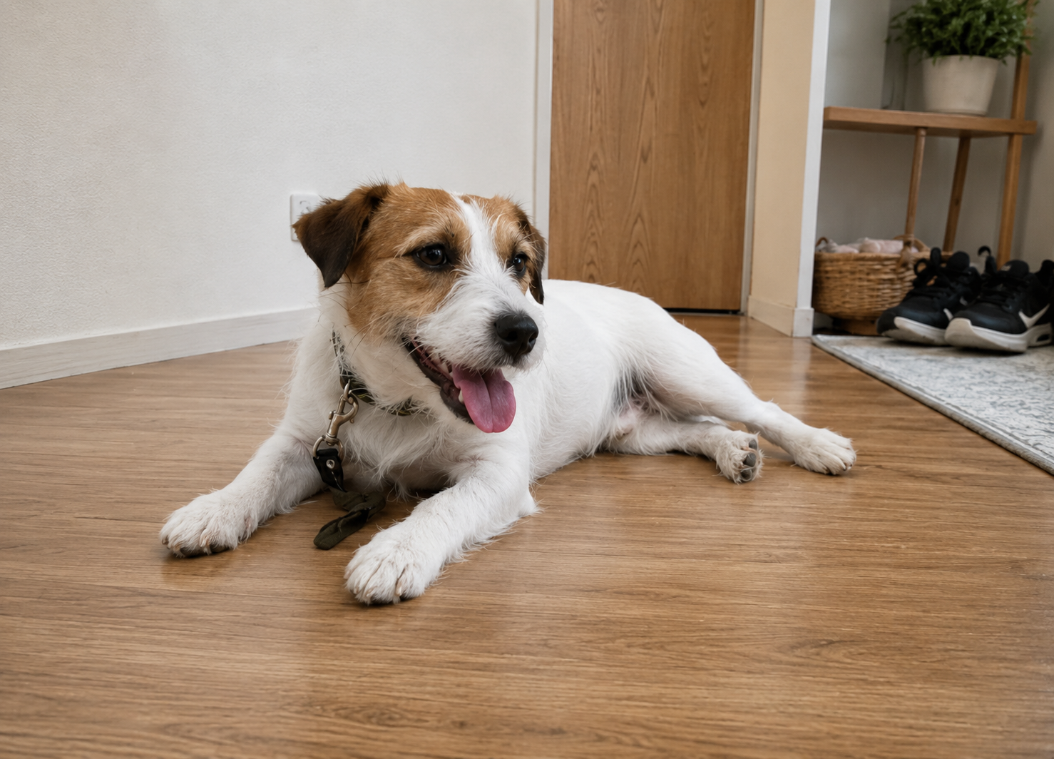 散歩後に疲れを見せる犬のイメージ