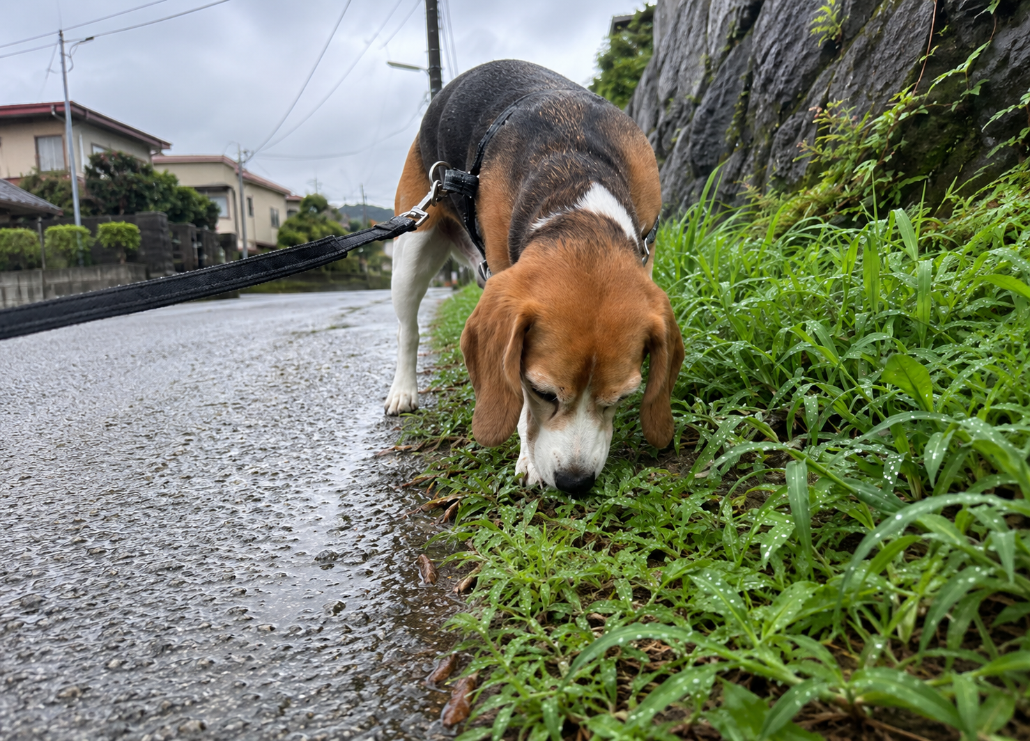 雨上がりに匂いを嗅ぐビーグル