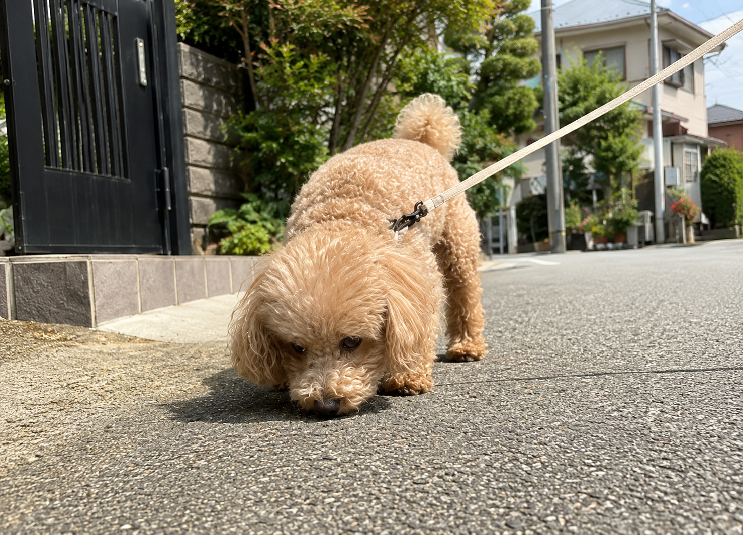 夏前の涼しい時間に散歩する犬