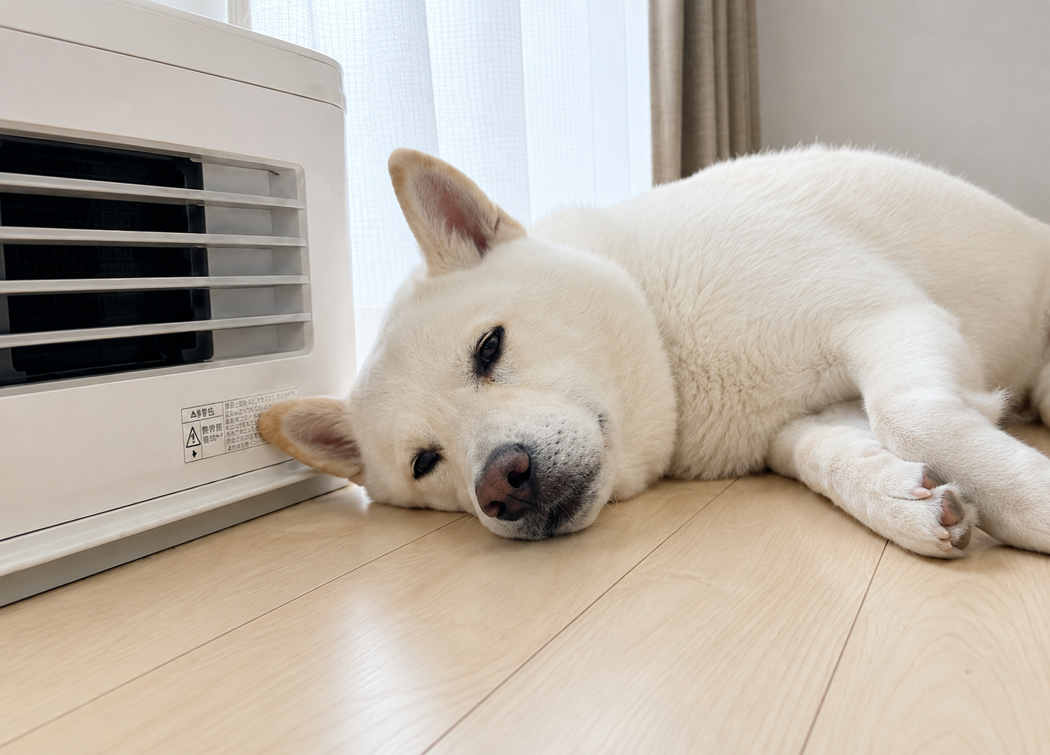 涼しい室内で快適に過ごす犬