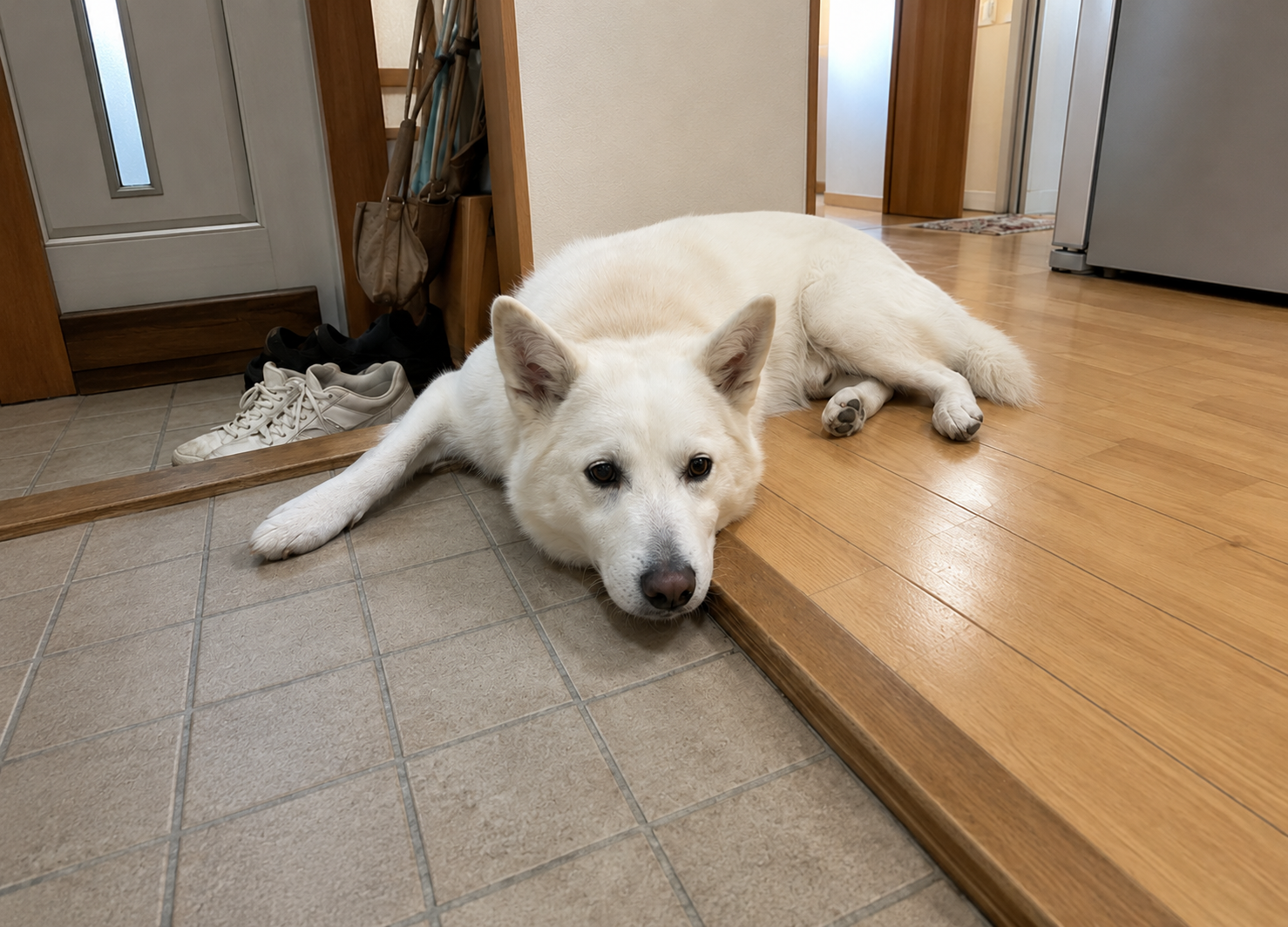 快適な場所を探して移動する犬