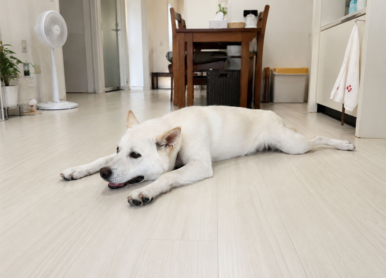 暑さで床に寝そべる犬