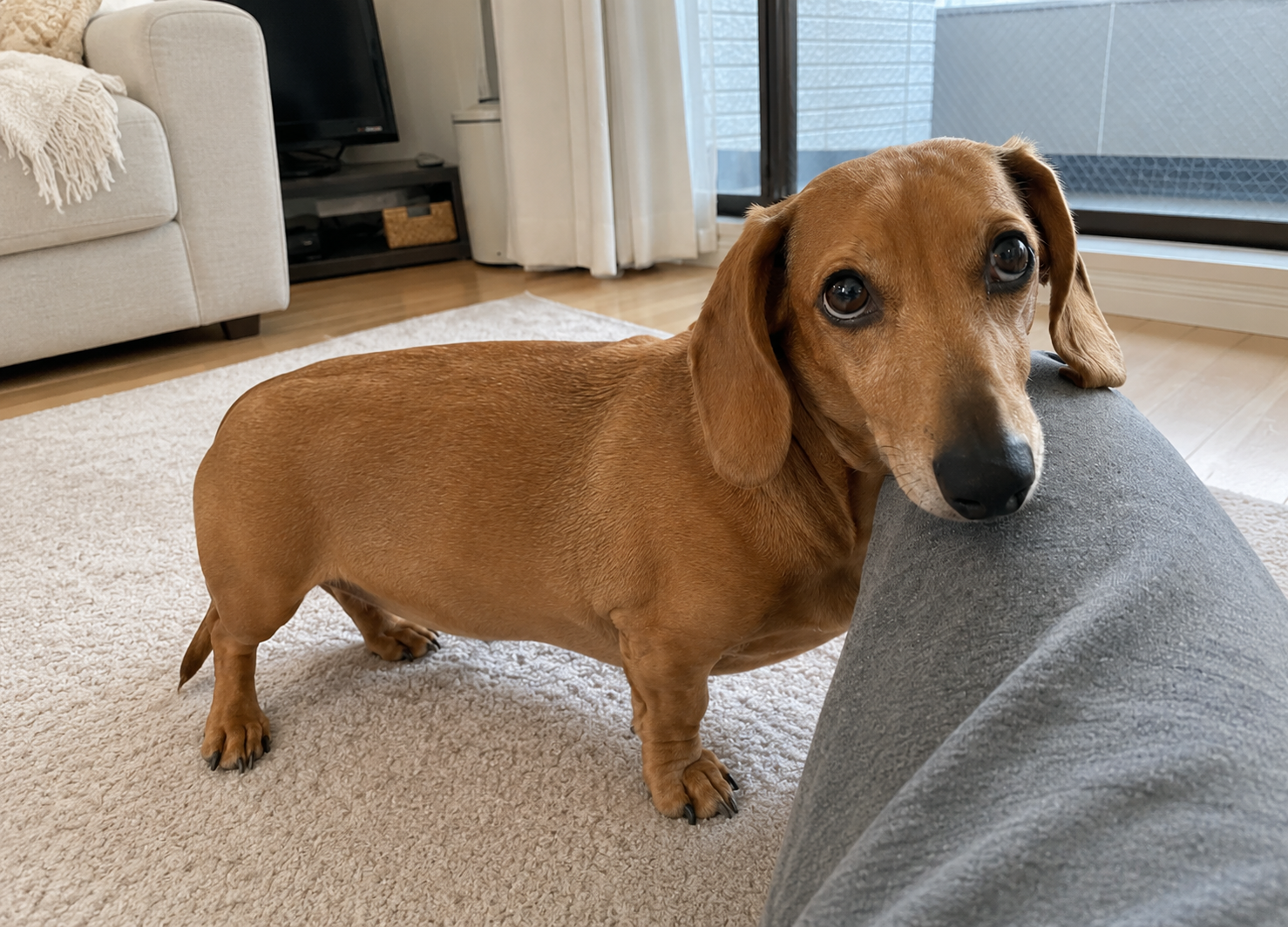 雷の音に不安を感じる犬
