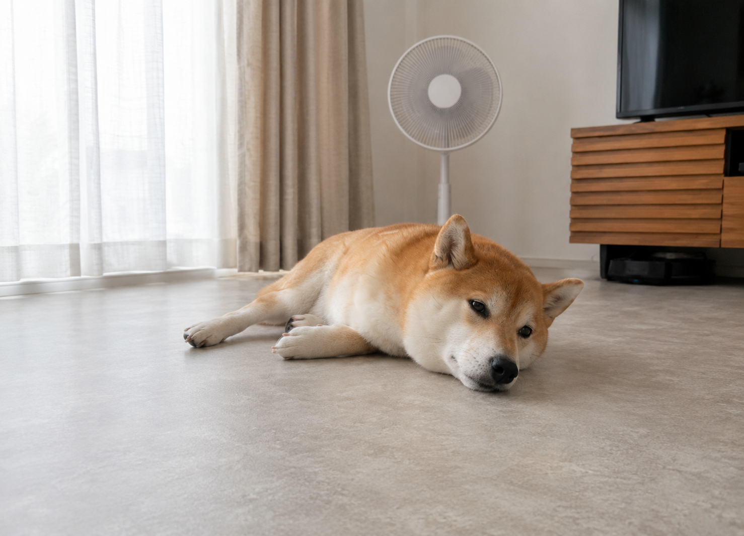 七夕の夜に無理なく過ごす犬
