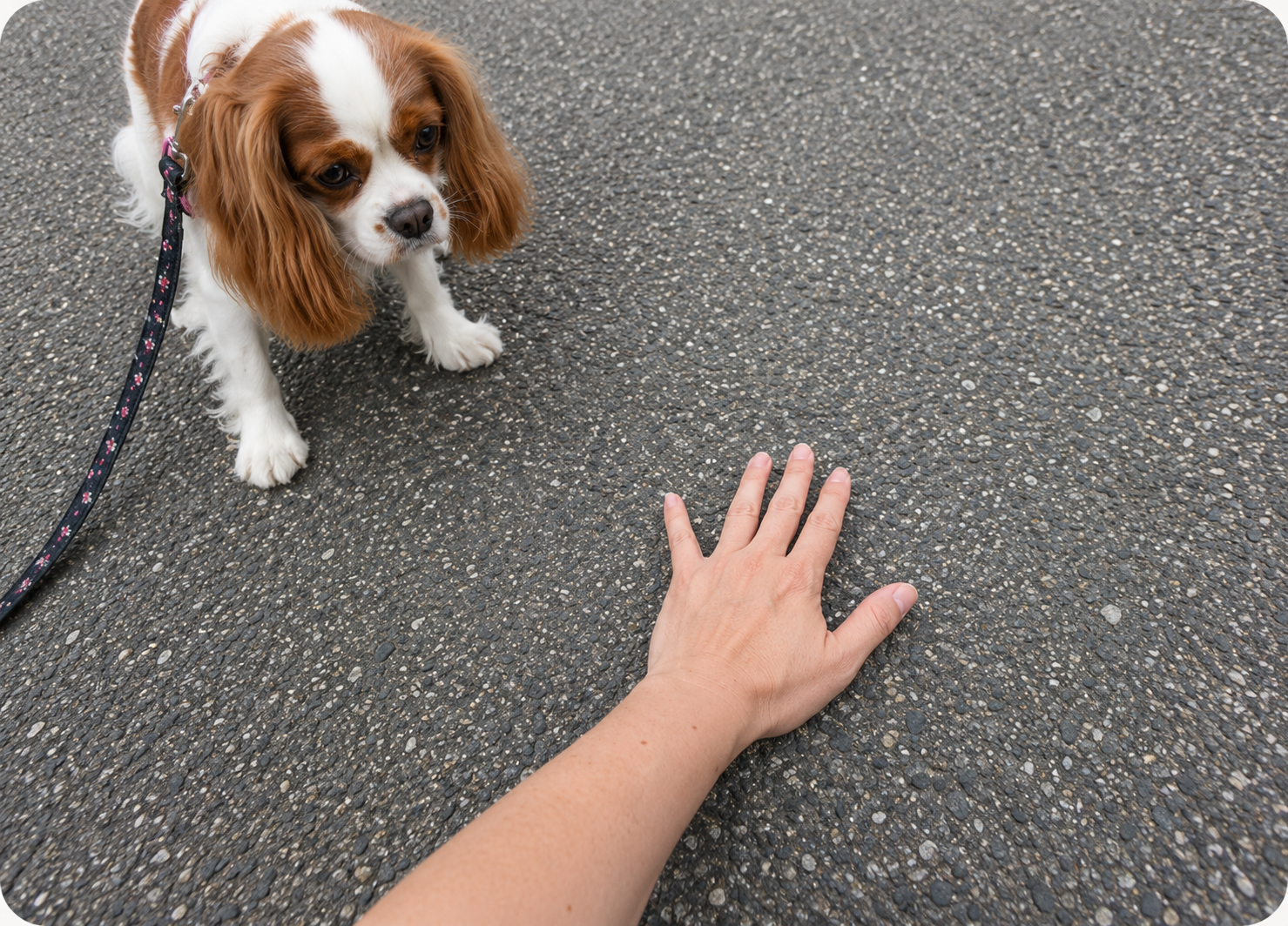 散歩前に手のひらで夏のアスファルトの温度を確認する飼い主