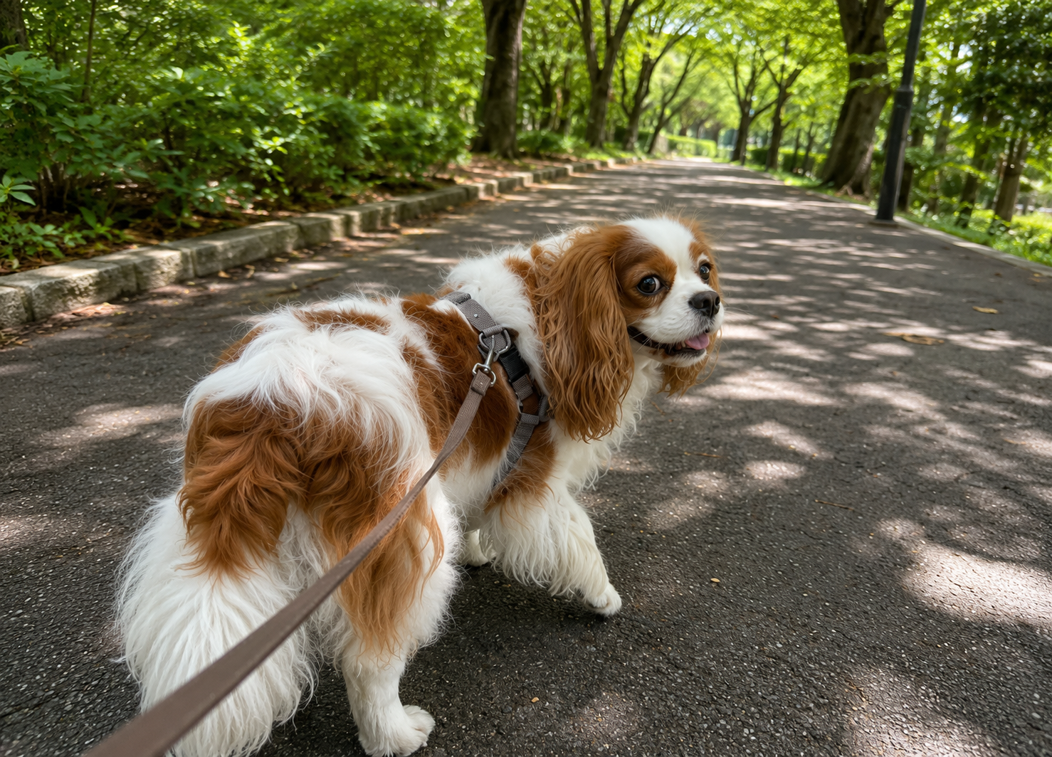 木陰や芝生のある涼しい散歩コースを歩く犬