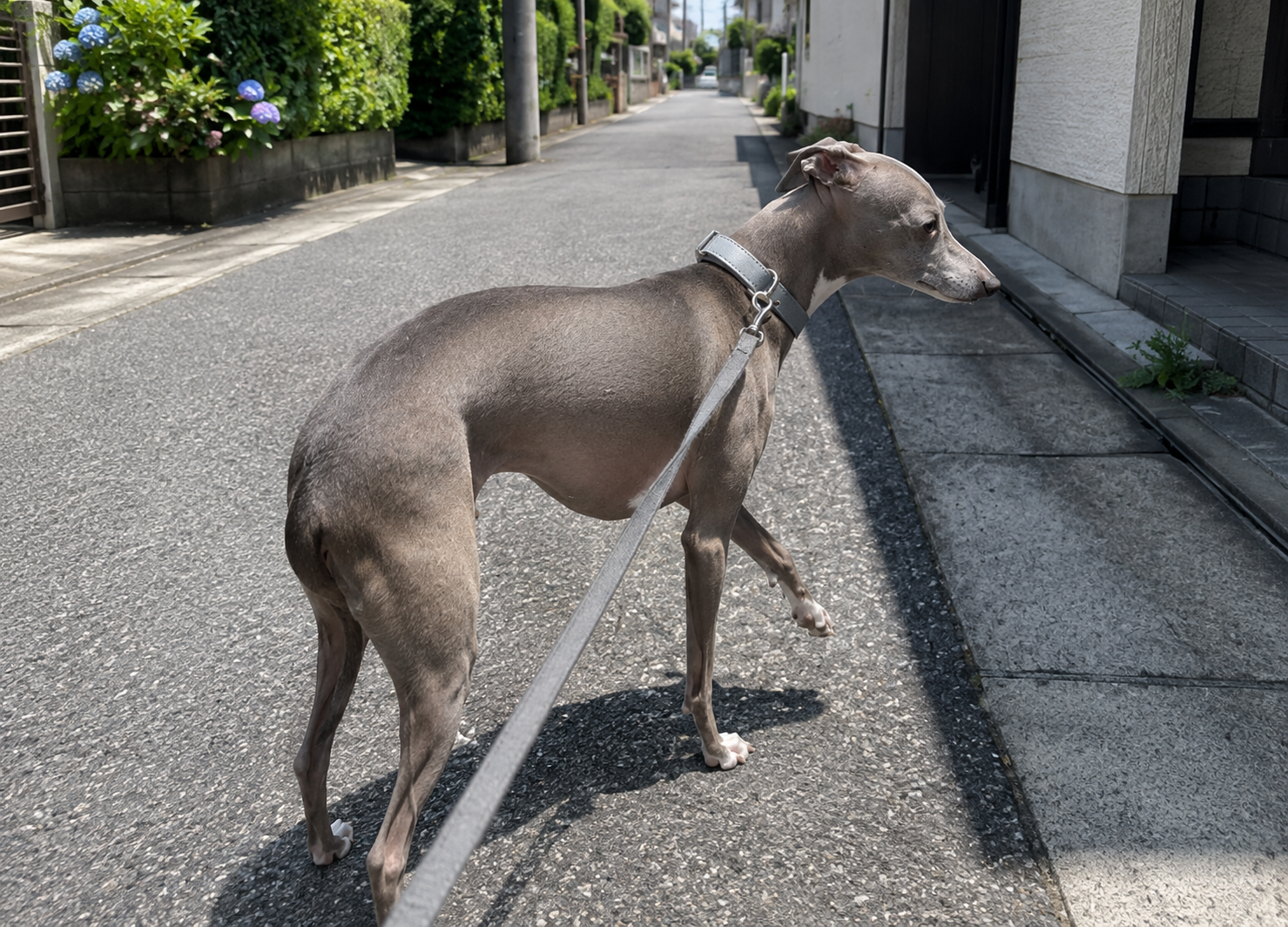 夏の日陰で休むイタリアン・グレーハウンド