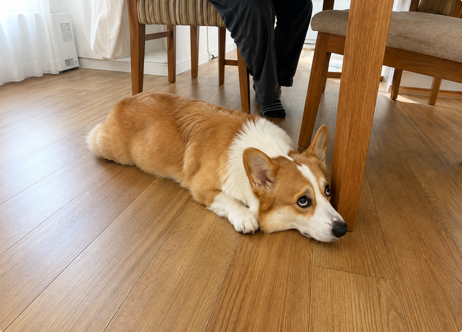 飼い主の食事の香りが気になって見つめる犬
