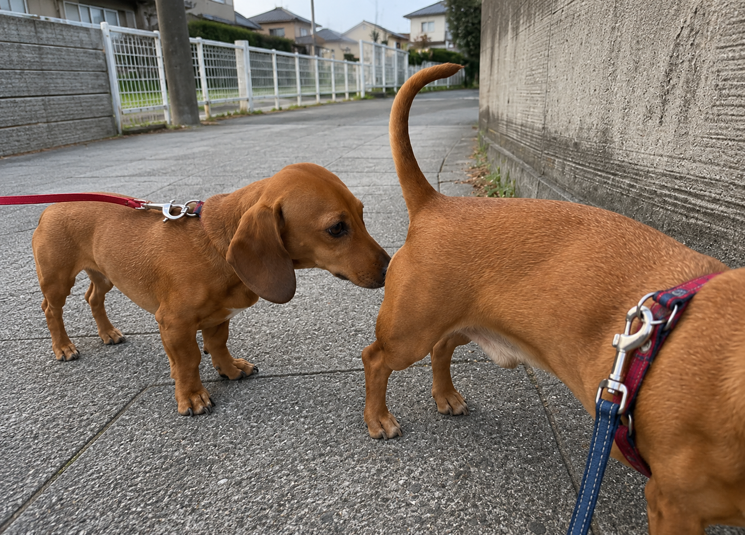散歩中にお互いの匂いを確認する犬たち