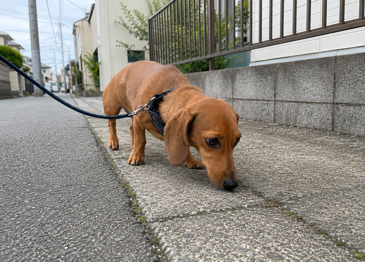 散歩中に草むらや道の匂いを嗅ぐ犬