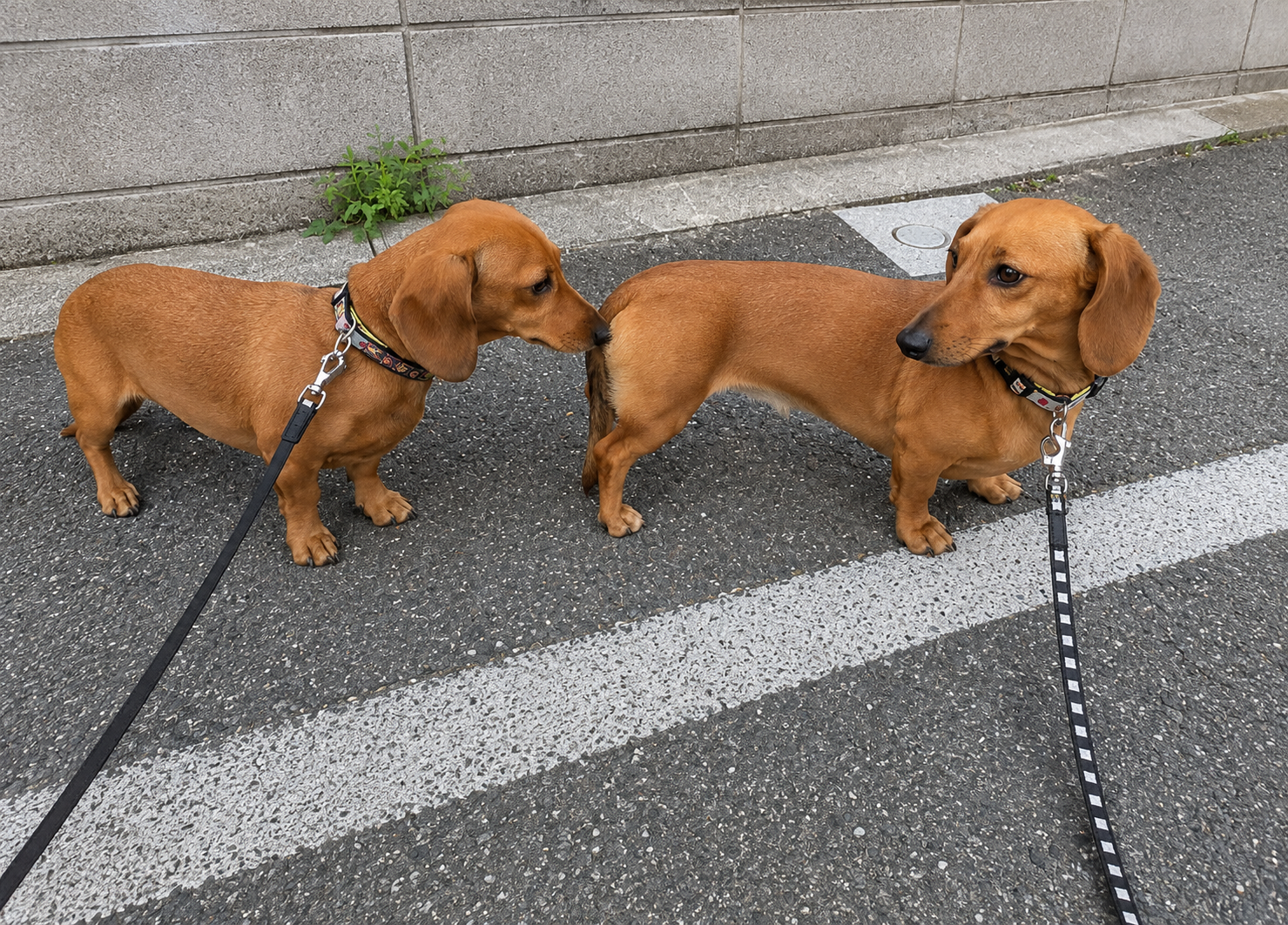 初対面で匂いを嗅ぎ合う犬たち