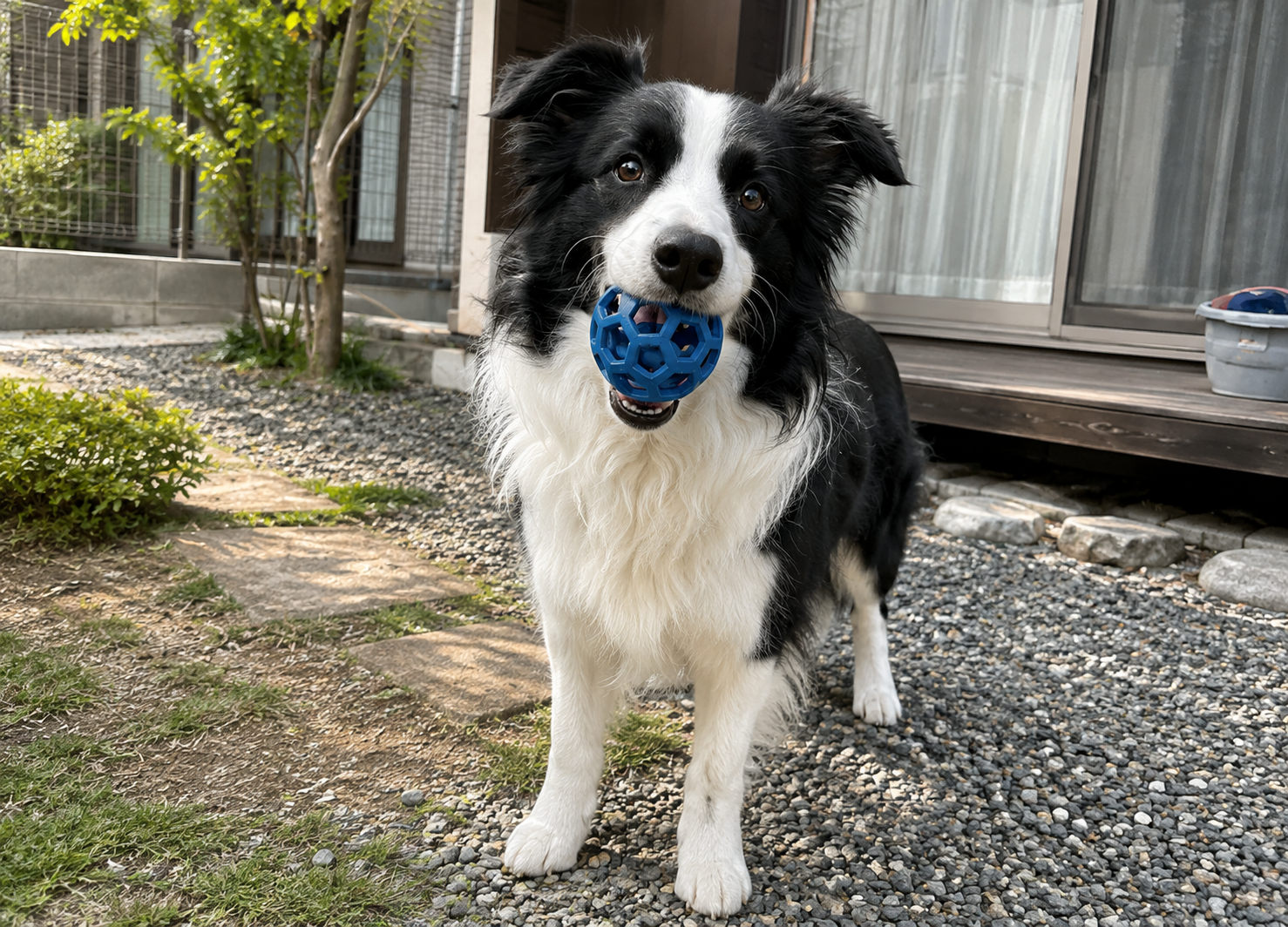 青や黄色のおもちゃで遊ぶ犬